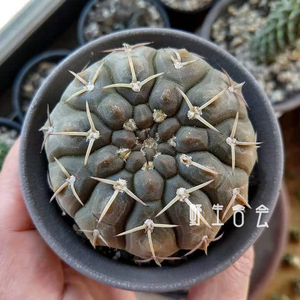 三刺玉仙人球三本刺一本刺稀缺紫皮仙人掌多肉植物小盆栽阳台室内