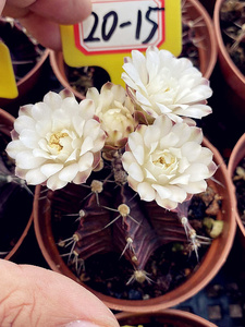 20号-紫牡丹仙人球(实生根),加车满28付款自动减邮费.喜欢直接拍