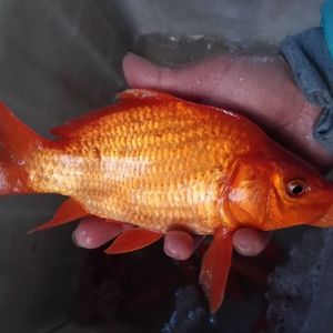 婺源荷包红鲤鱼无污染食用鲤鱼招财风水鱼全国快递包活