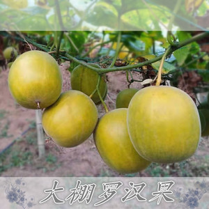 20桂林永福高山果农特级新鲜罗汉果生果鲜果花果茶包散装3斤免邮