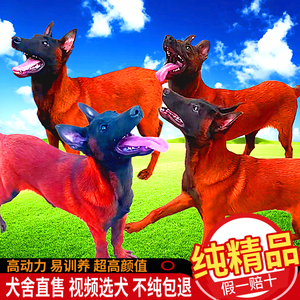 马犬幼犬纯种活体军犬警犬精品爆红黑红小马犬大型看家护院宠物犬