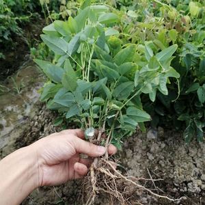 八月瓜果苗八月炸果树苗 爬藤果树当年结果盆栽地栽南北方果树苗