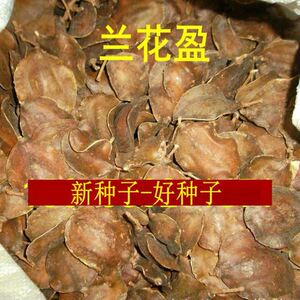 蓝花楹种子蓝雾树尖叶蓝花楹巴西紫葳紫云木高档风景树种