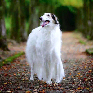 俄罗斯苏俄猎狼犬宠物幼犬幼崽公母视频挑选血统 ngkc品质纯种a级