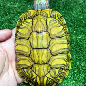乌龟活体红耳龟宠物龟苗招财龟黄金龟格兰德水龟长寿龟包邮0人付款3
