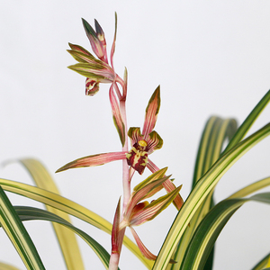 【兰阳之松】兰花苗墨兰金边中透浓香型客厅办公室内花期11-3月份