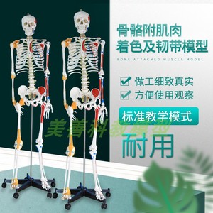 医用教学人体1g70CM骨骼附肌肉标识韧带骨骼骨架模型塑料标本教学