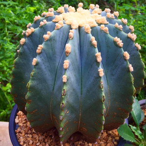 大颗无刺王冠龙实生仙人球 开花不扎手j仙人掌室内防辐射盆栽包邮