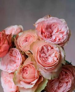 芊之顺花园 卡哈拉月季 勤花多头 灌木品种 阳台花卉