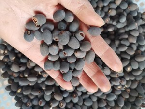 荷花种子1件50颗包邮红荷花种子已开口带壳老莲子微山湖莲花种子