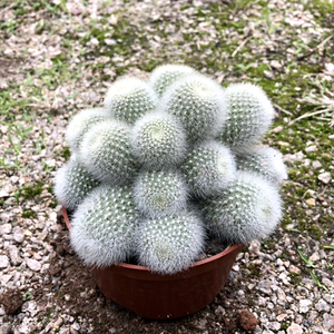 雪丽山会c开花群生仙人球懒人养殖仙人掌类多肉植物趣味小盆栽特