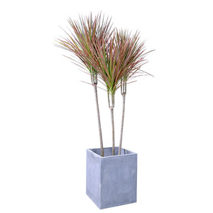 新款五彩千年木盆栽 三树龙血色 七彩j铁  兰铁 植物荷马尾铁