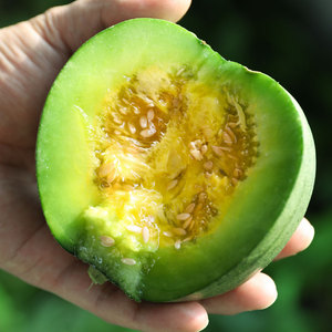 绿宝石甜瓜种子种籽苗春季早熟瓜果批发水果超甜香瓜四季蔬菜种孑