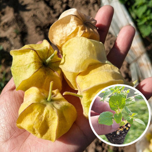 东北黄姑娘果种子苗树秧苗红甜灯笼果种籽大紫菇娘冬季盆栽蔬菜苗