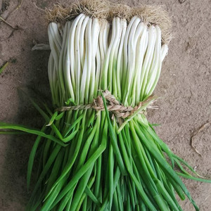 小分葱种籽种子河南四季葱苗带根耐寒菜子纯正菜籽适合冬天种的菜