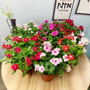 耐旱喜阳植物喜欢阳光的绿植花苗阳台开花耐热耐晒花卉网红植物花