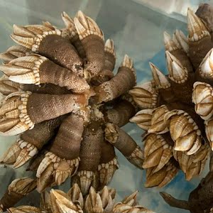 00山予海野生海鲜经营部淘宝野生笔架螺 海佛手鹅颈藤壶龟脚螺狗爪