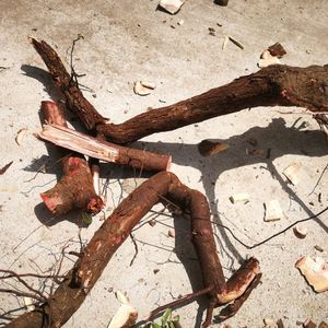 野生酸枣树根有毒图片