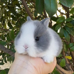 小白兔侏儒可爱活物长不大不咬人小孩养网红宠物宿舍荷兰垂耳活体