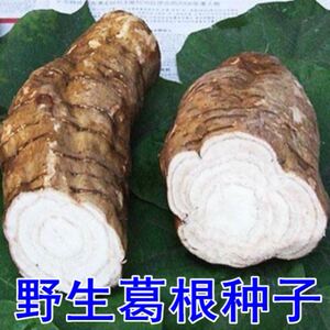 野生粉葛根种子葛根苗庭院盆栽绿植室外种植葛种子产量高易种植