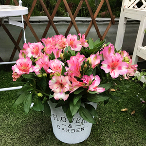 六出花盆栽室内