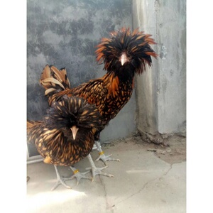 波兰帽子鸡(10枚装)受精种蛋新品观赏鸡可孵化受精蛋宠物鸡包邮