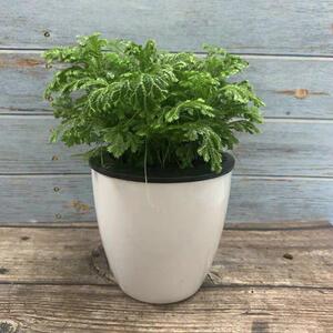 荧光珊瑚蕨盆栽桌面小盆景绿地珊瑚蕨爱情草情人草桌面盆栽卷柏