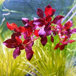 紫红玫瑰水草卵叶丁香鱼缸水草中后景自养水下叶淡水草鱼缸