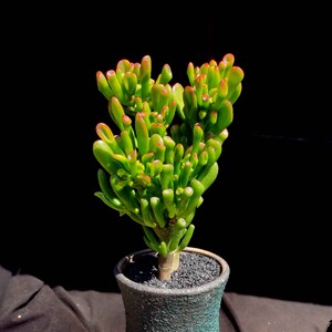 新款吸财树 筒叶花叶 铲叶花叶 多头大老桩 多u肉植物盆景包邮
