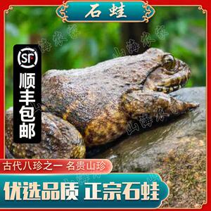 石蛙鲜活正宗泉水石鸡石鳞石蛤妇孺月子补幼儿学走路顺丰包邮