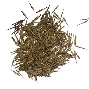 四季大型楠竹毛竹金镶玉早园竹紫竹佛肚竹种子竹笋苗庭院盆栽种籽