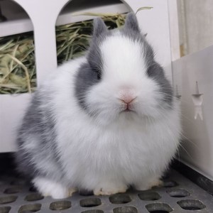 进口单血统侏儒兔茶杯兔小色g道奇色宠体黄物兔活物l