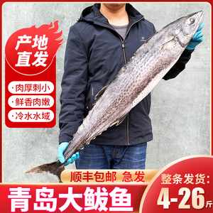 青岛大鲅鱼9斤新鲜鲜活深海鲅鱼冷冻整条特大马鲛鱼燕鲅鱼15 20