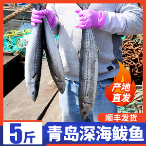 5斤青岛大鲅鱼新鲜鲜活鲐鲅鱼马鲛鱼整条冷冻青花鱼马友鱼海鲜鱼