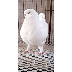 大象腿眯眯眼特大体白色摩登那鸽子种蛋圆环活体受精蛋黄色红色鸽