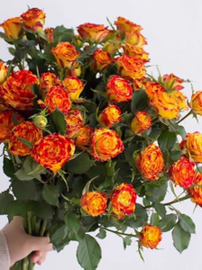 眼线笔泡泡 肯尼亚多头玫瑰盆栽阳台抗病耐寒月季独特复色小花