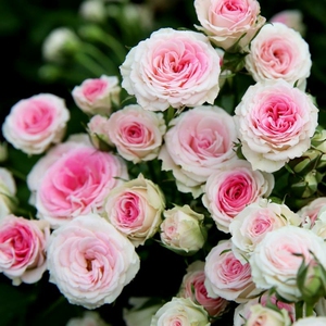 藤小伊 四季版藤本小伊甸园 月季 花苗 小藤本 小苗