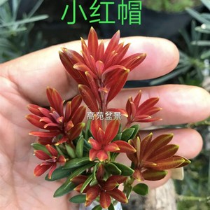 000人付款淘宝新品海岛血红芽金彩小红帽罗汉松b盆景素材四季盆栽植物