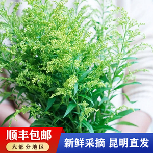 花夫人鲜花黄莺草鲜花云南昆明直发基地鲜切花鲜花配草办公室水养