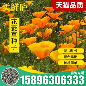 花菱草种子 四季易种阳台花卉盆栽种子园林绿化花籽庭院花海设计