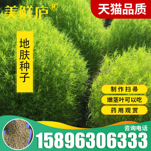 地肤种子 扫帚子笤帚药用地肤子观赏园林用途落帚地伏 铁扫把种子