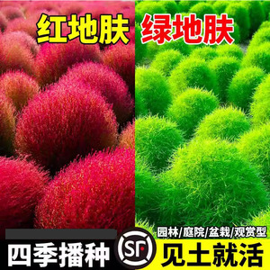 地肤草种子孑红绿叶地麦铁扫帚草籽园林景观观赏绿化四季播种花籽