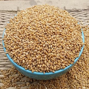 【1000克小麦种子】小麦草种子 小麦种子 榨汁打豆浆做回春水