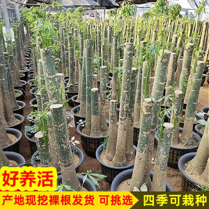 发财树盆栽室内盆景客厅大型植物步步高辫子单杆树桩大棵四季绿植