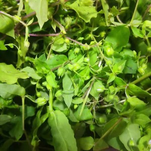 繁缕草野外新鲜鹅肠草农家天然鸡肠菜泡茶500g包邮去湿野菜