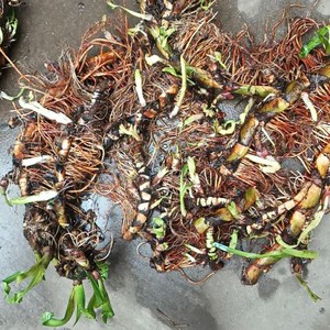 臭蒲根新鲜野生水菖根泥菖莆臭老根水菖蒲草根水剑草材一斤包邮