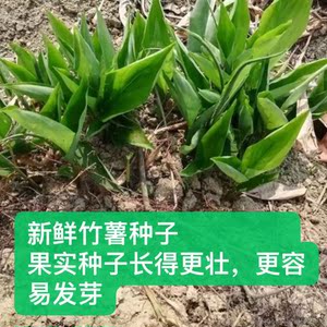 广东竹芋功效图片