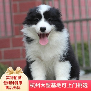 0031人付款淘宝出售拉布拉多幼犬金毛纯种宠物狗活体奶白色神犬小七