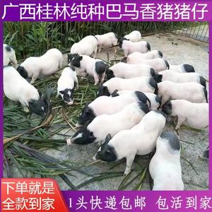 香香猪活体-淘宝拼多多热销香香猪活体货源拿货 阿里巴巴货源