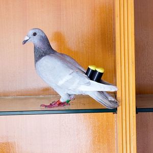 鸽子哨子尾哨信鸽风哨用品用具鸽具二联三联乒乓球三音四音云哨
